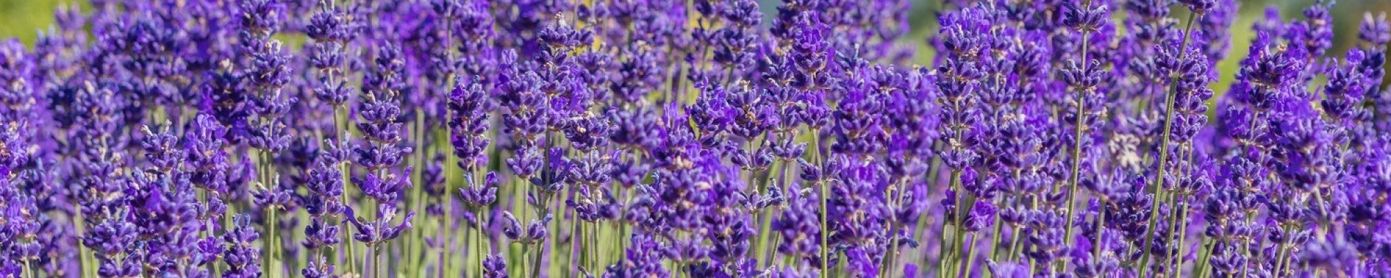lavender-fields-tx